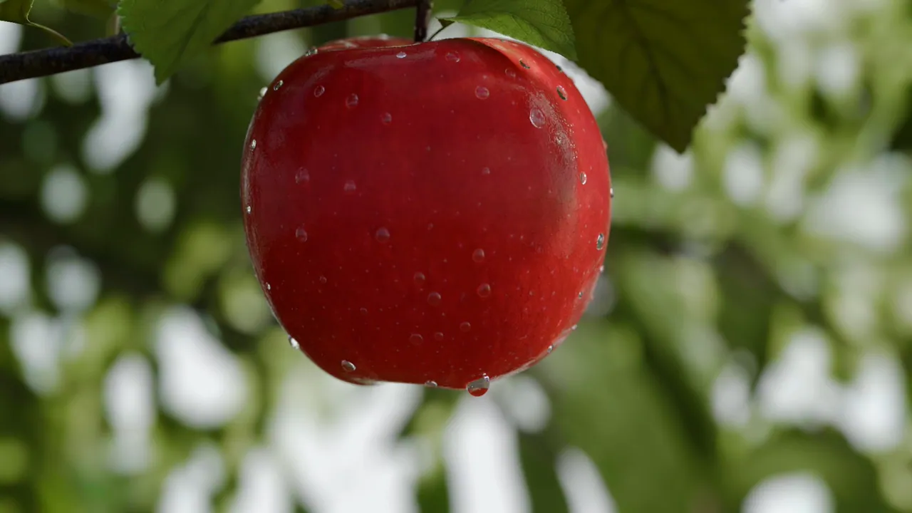 Close-up of a red apple with dew drops hanging from a tree branch, softly lit against green foliage