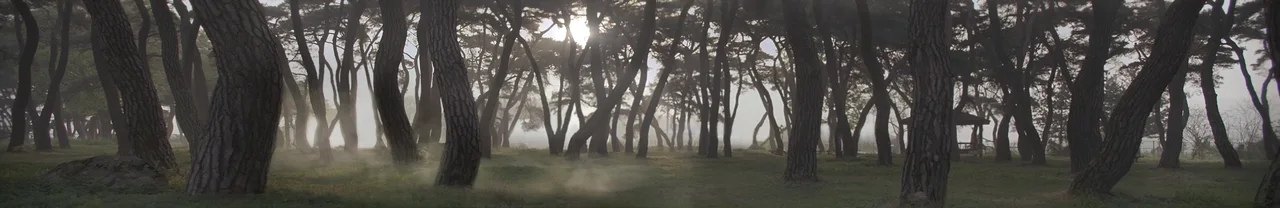 Sunlit misty pine forest, with light breaking through the trees over a curving road