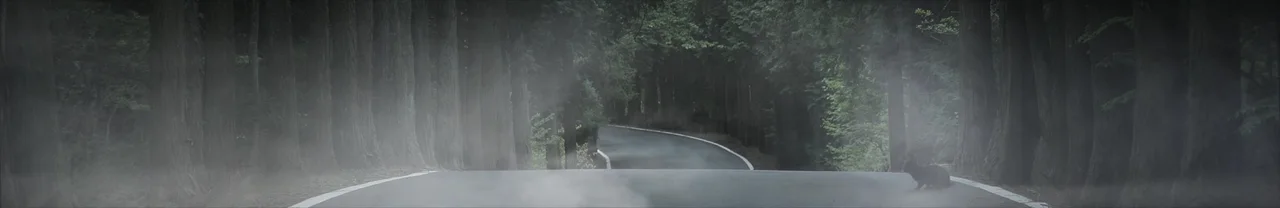 Misty forest road at dusk, with a small dark animal sitting at the roadside