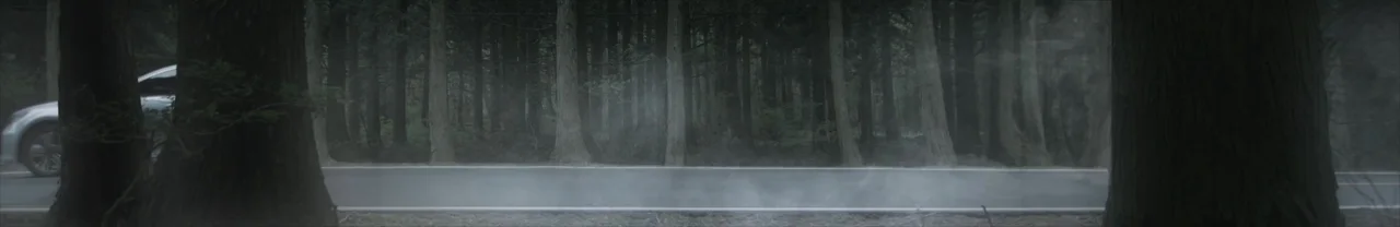 Misty pine forest with a car faintly visible at the left edge of the frame